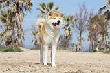 AKITA INU 127